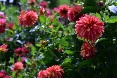 Close-up of pink flowering plants