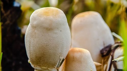 Close-up of mushrooms growing outdoors