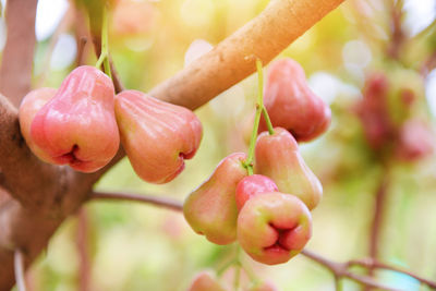 Close-up of fruits growing on tree