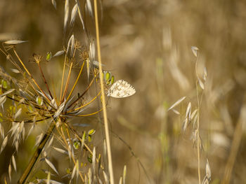 Close-up of stalks in field