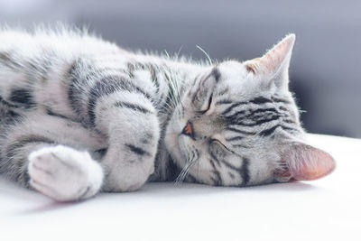 Close-up of a cat sleeping