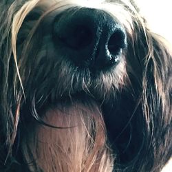 Close-up portrait of dog