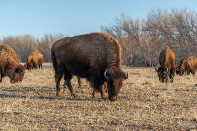 Horses grazing in a field