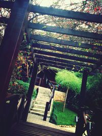 Plants growing on tree trunk