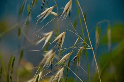 Close-up of grass