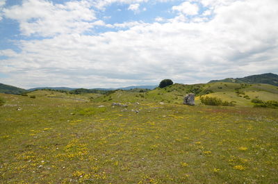 Scenic view of field against sky