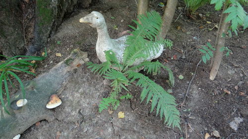 High angle view of bird on grass