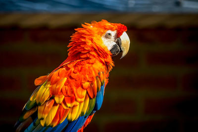 Colorful parrot