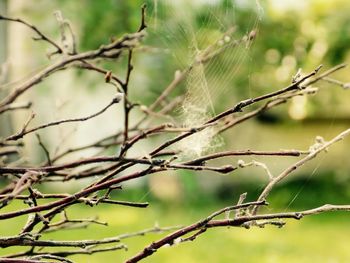 Close-up of twigs on branch