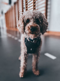 Portrait of dog