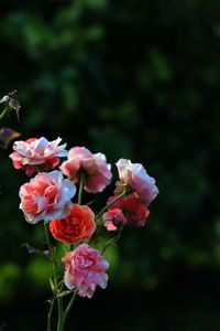 Close-up of pink flowering plant