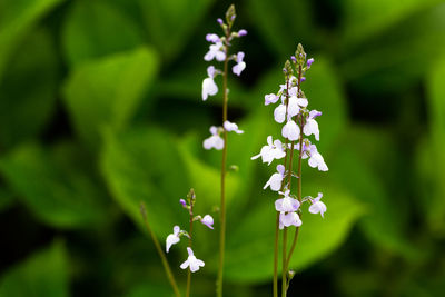 Close-up of white flowering plant