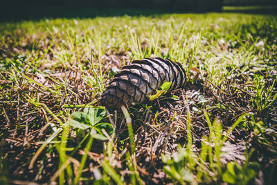 Close-up of snake on field