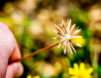 Close-up of flowering plant