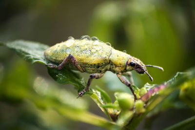 Close-up of insect on plant