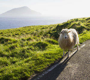 View of sheep on shore