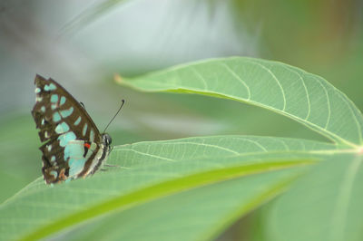 Close-up of butterfly on leaf