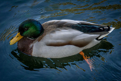 High angle view of mallard duck swimming in lake