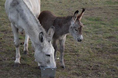 Horses standing in a farm