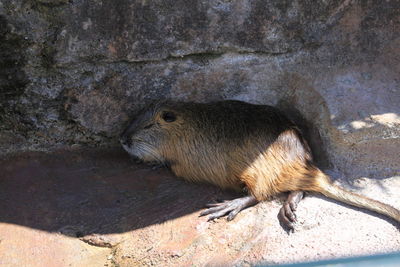 Close-up of mammal on rock