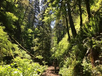 Trees in forest