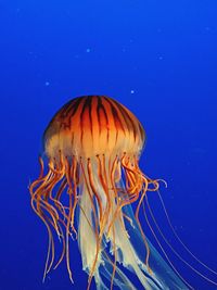 Close-up of jellyfish against blue background