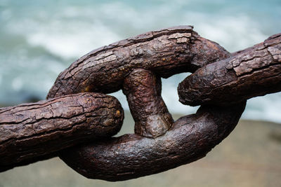 Close-up of tree trunk