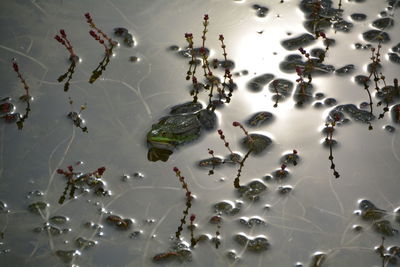 High angle view of frog in pond