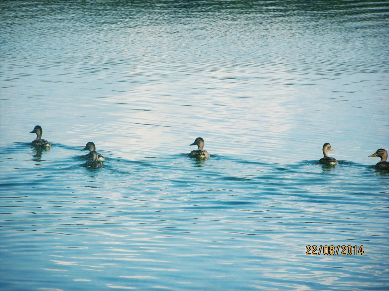 water, animal themes, animals in the wild, bird, waterfront, wildlife, swimming, duck, rippled, lake, high angle view, nature, water bird, two animals, medium group of animals, reflection, day, floating on water, outdoors, no people