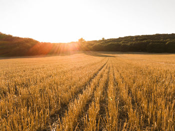 Scenic view of agricultural field against sky and sunset at golden hour