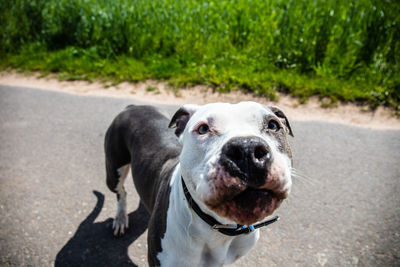 Portrait of dog on road