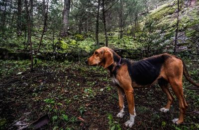 Dog looking away in forest, dog looking away in forest