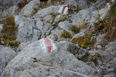 Close-up of rocks on land