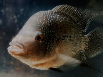 Close-up of fish swimming in aquarium