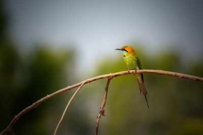 Close-up of bird perching on branch