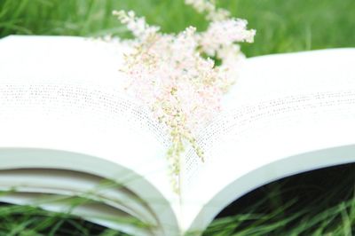 Close-up of white flowering plant