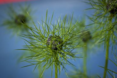 Close-up of thistle on plant against sky
