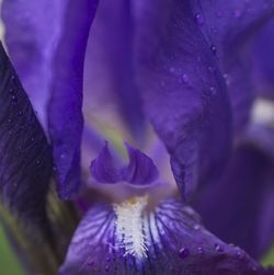 Close-up of purple flowers