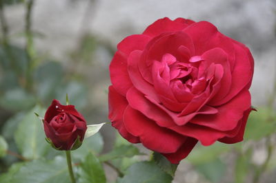 Close-up of red rose