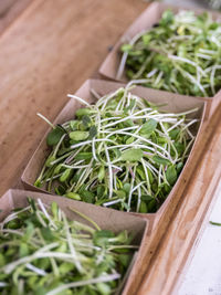 Close-up of green shoots in boxes