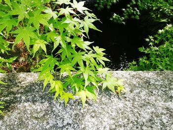 Plants growing in park