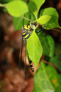Close-up of insect on plant