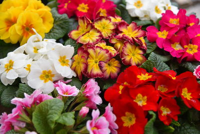 High angle view of pink flowering plants