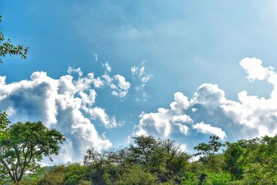 Low angle view of trees against sky