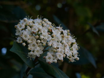 Close-up of white flowers