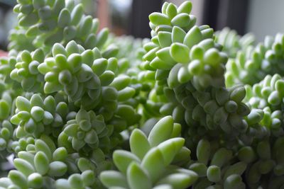 Close-up of succulent plant