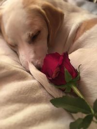 Close-up of a sleeping dog