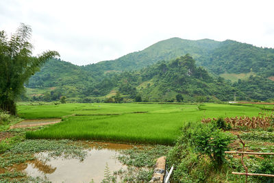 Scenic view of agricultural field against sky