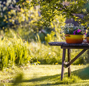 Potted plant on table in back yard