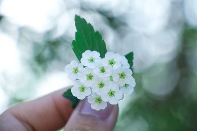 Close-up of hand holding white flowering plant